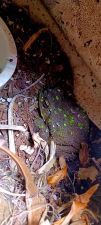 Canetoad63696801564289120