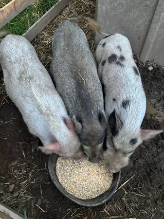 Mini Pigs 1