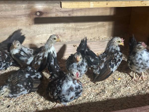 Aztecas Pintó de Alimonado 1