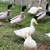 Dutch Hookbill Duck Pairs 1 thumbnail