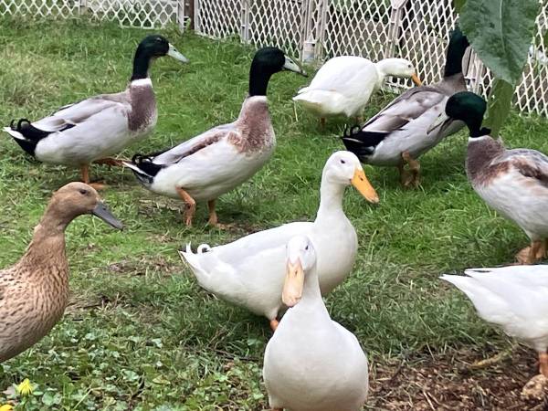 Dutch Hookbill Duck Pairs 1