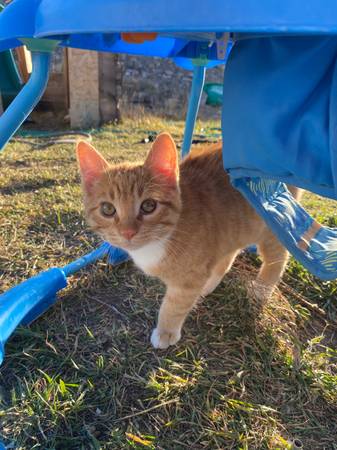 Furry rodent control 1