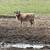 Highlander heifer 1 thumbnail