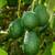 Avocado trees (Hass ) 1 thumbnail