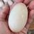 Fresh chicken and duck eggs 3 thumbnail