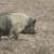 Mini Pigs and Piglets 4 thumbnail