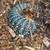 Blue tegu 4 thumbnail