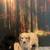 Poodles mix puppies for rehoming 4 thumbnail