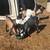 Nigerian toddler goats for sale 3 thumbnail