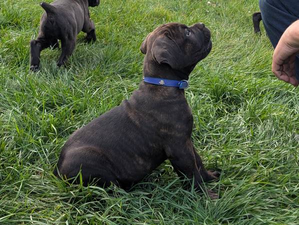 Cane Corso63840149581953120