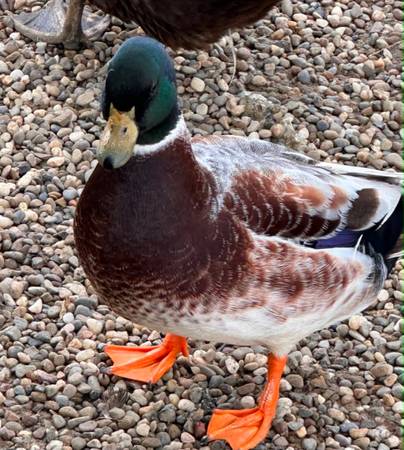 Call ducks 1