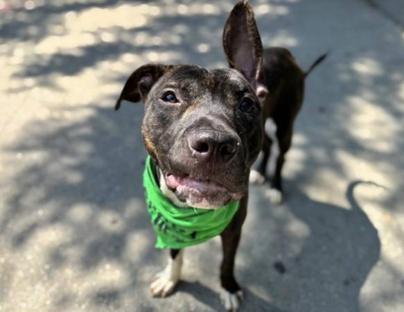 Macho muy dulce - Necesita hogar temporal o adoptante - En riesgo de eutanasia - SOS (Upper West Side)63690296502785123