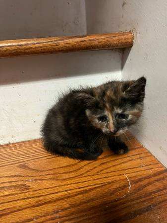 Kittens 6 weeks (Hampshire)63924866014211120