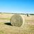 FRESH CUT HAY FOR SALE 2 thumbnail