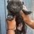 Chow pups 2 thumbnail