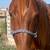 Project Blm Mustang Mare 4 thumbnail