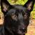 Belgian Malinois mix 2 thumbnail