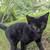 Kittens and cats available for rehoming 3 thumbnail
