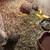 Tortoise 9 thumbnail