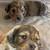 Mini dachshunds 5 thumbnail