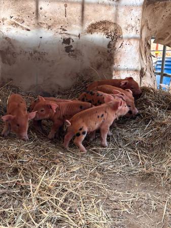 Pigs 1
