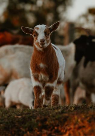 Nigerian Dwarf does and bucklings 1