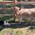 Mid-size miniature highland heifer 1 thumbnail