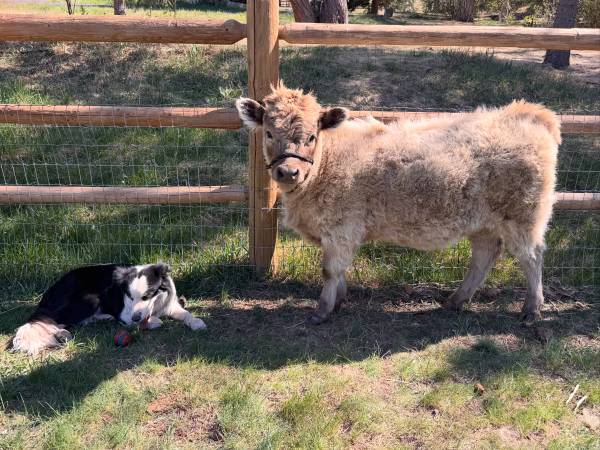Mid-size miniature highland heifer 1
