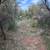 16 Acres Boardering Canadian River near Boys Ranch 5 thumbnail