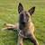 Rehoming my dog… 3 thumbnail
