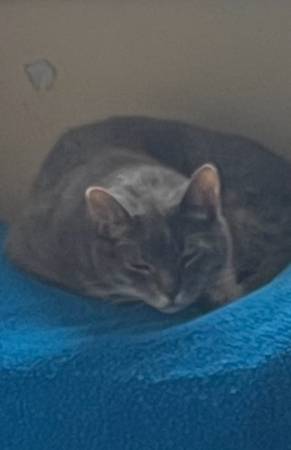 Gato perdido (Dedham)