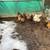Chickens 2 thumbnail