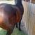 Gelding 1 thumbnail