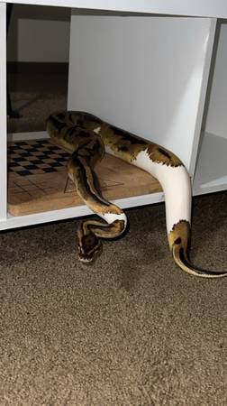 ? Orange Dream Pied Het Lavender Ball Python AdultFemale Rehoming ($400) (San Pablo)63934078875138122