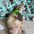 Ferrets 2 thumbnail