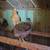 Easter Egger Chickens 6 thumbnail