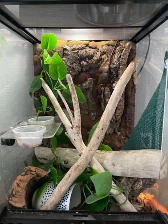 Gargoyle Gecko + Supplies - Free (Wasilla)63981298167427121
