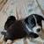 Border Collie Mix Pups 5 thumbnail