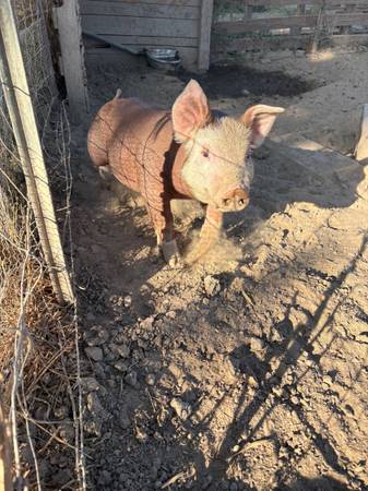 REGISTERED Hereford piglets available 1