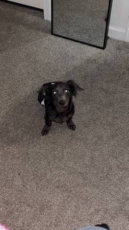 Dachshund de 5 meses (Williamston)63661473929219120