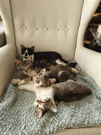 Kittens (Milton)63885717465091121