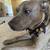 Foster/Adoption Needed — Well-Trained Lab/Pitbull Mixed in Bay Area 1 thumbnail