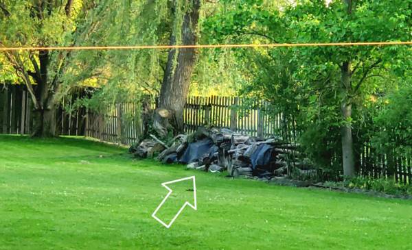 Free willow tree wood 1