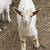 Nigerian dwarf goats 1 thumbnail