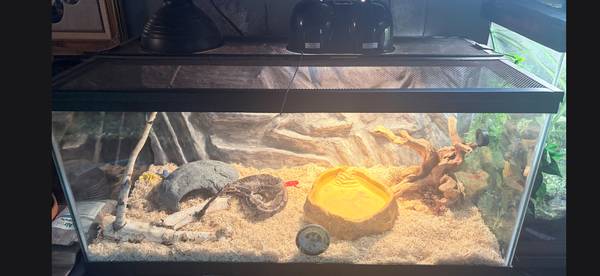 5 year old ball Python male 1