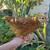 Production Breed Pullets - Rhode Island Red , Production Blues 4 thumbnail