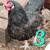 Chickens 3 thumbnail