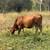 Bred heifer 1 thumbnail