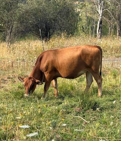 Bred heifer 1
