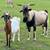 Weaned Kiko Goat Kids - Doelings & Bucklings - Pasco County FL 4 thumbnail